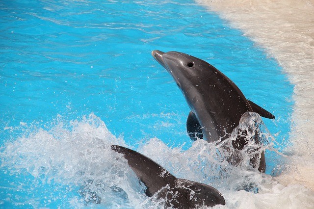 Zonvakantie Tenerife dolfijnen