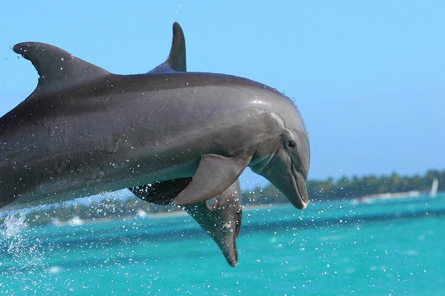 Dolfijnen Punta Cana