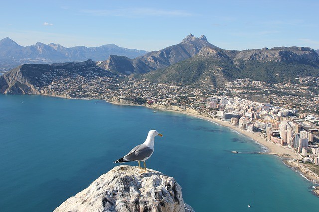 Alicante Spanje strand zeemeeuw