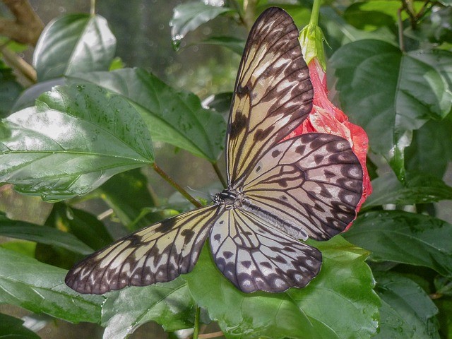 Natuur Aruba reizen vlinder