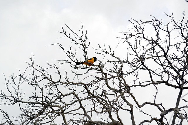 Reizen Aruba natuur vogel boom