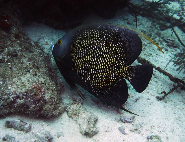 Aruba vakantie onderwaterwereld keizersvis