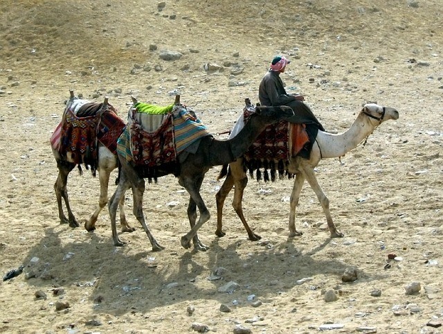 Egypte vakantie kamelen woestijn