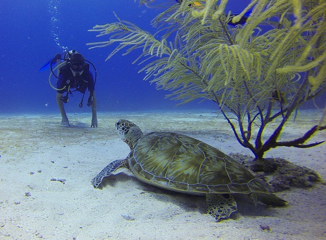 Mexico onderwaterwereld duiker schildpad