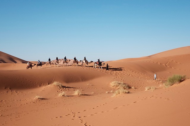 Vakantie Egypte kamelen woestijn