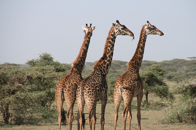 Vakantie Tanzania Afrika natuur giraf