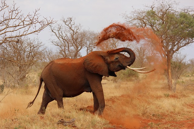 Olifant in Kenia Afrika