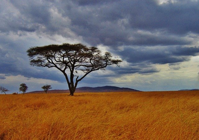 Acaciaboom Tanzania Afrika