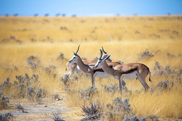 Vakantie Namibië Afrika natuur antilope