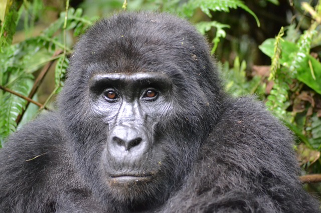 Regenwoud Oeganda berggorilla Afrika