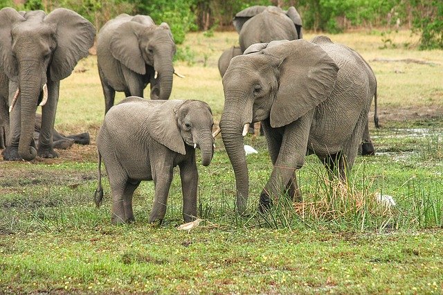 Natuur Afrika safari olifanten