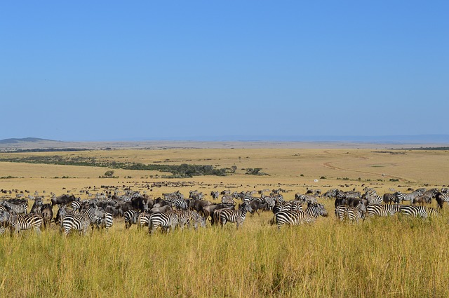 Natuur safari zebra's Afrika