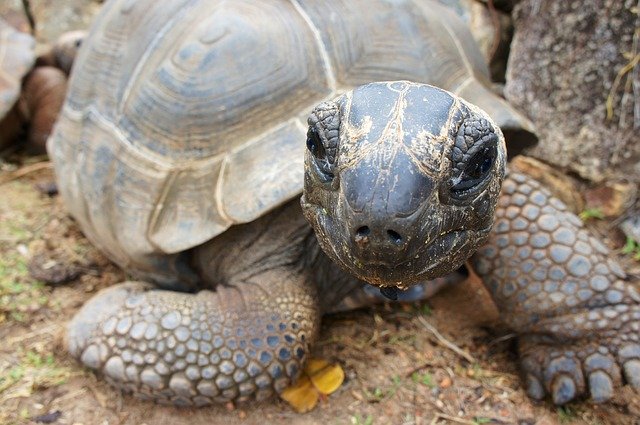 Zeeschildpad vakantie Seychellen