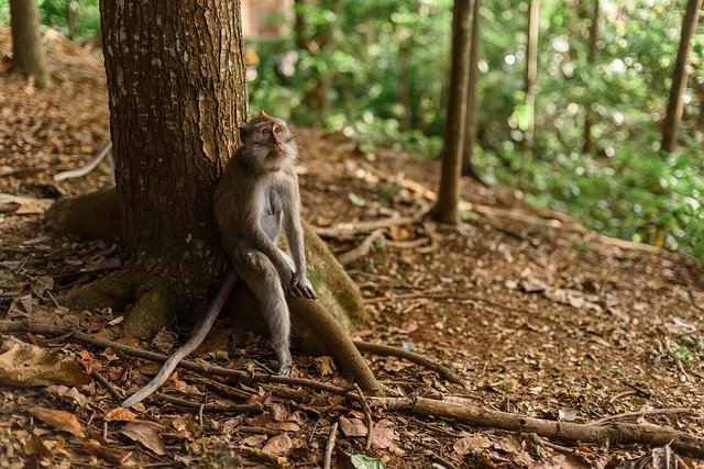 Indonesië Bali natuur aap boom