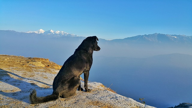 Hond vakantie uitzicht natuur
