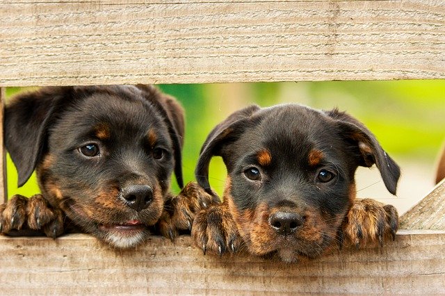 Hondjes puppy's rottweiler