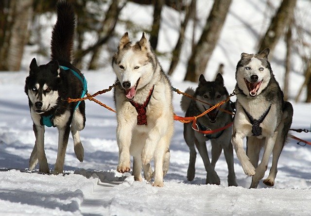 Sledehonden sneeuw husky