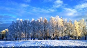 Winter natuur bomen sneeuw