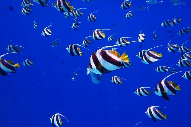 Vakantie Malediven vissen paradijs