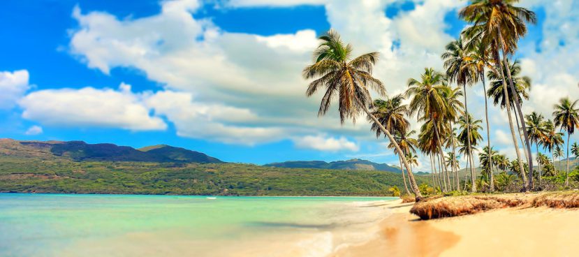 Palmbomen zon vakantie strand paradijs