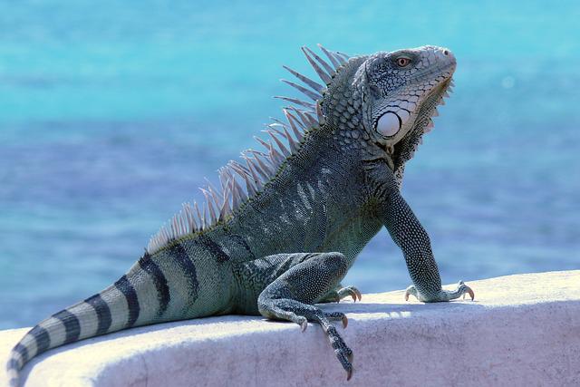 Leguaan op Bonaire