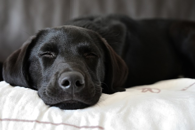 Hond Labrador slapen