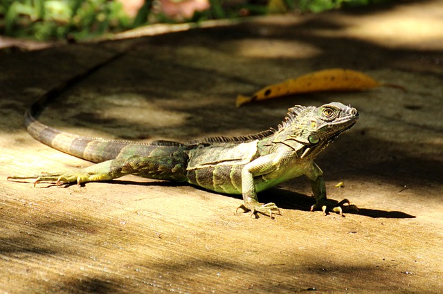 Reizen naar Costa Rica natuur