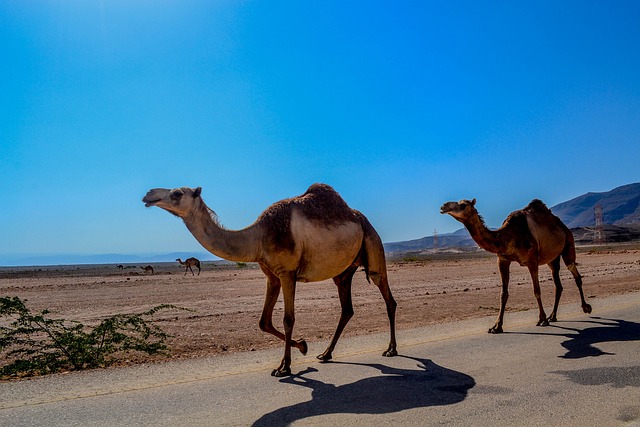 Kameel Oman Salalah reizen