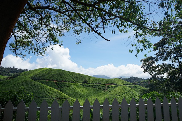 Cameron Highlands Maleisië vakantie