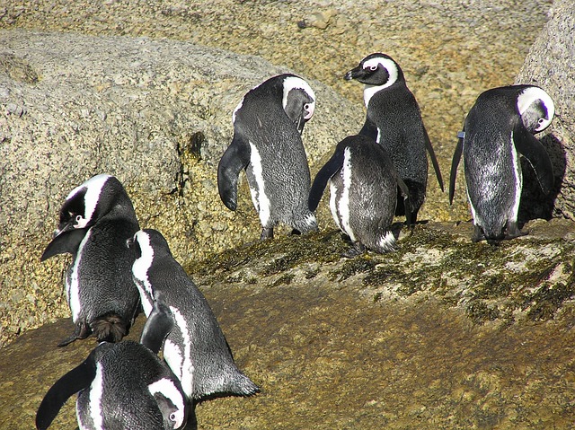 Boulders Beach Zuid-Afrika