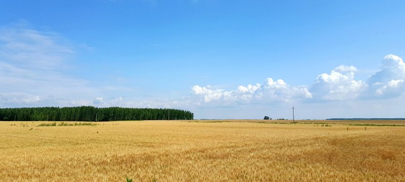 Hongarije tarwe veld