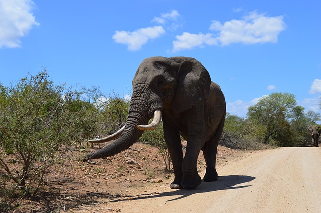 Kruger National Park olifant Zuid-Afrika