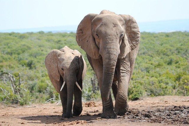 Addo Elephant National Park Zuid-Afrika