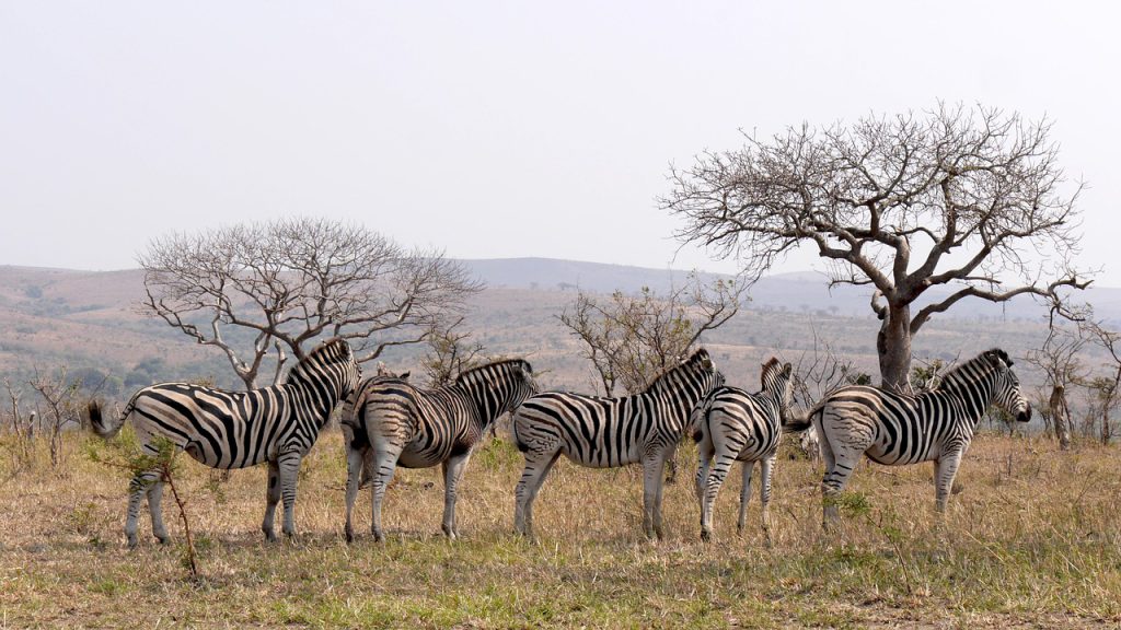 Reizen naar Zuid-Afrika dieren natuur